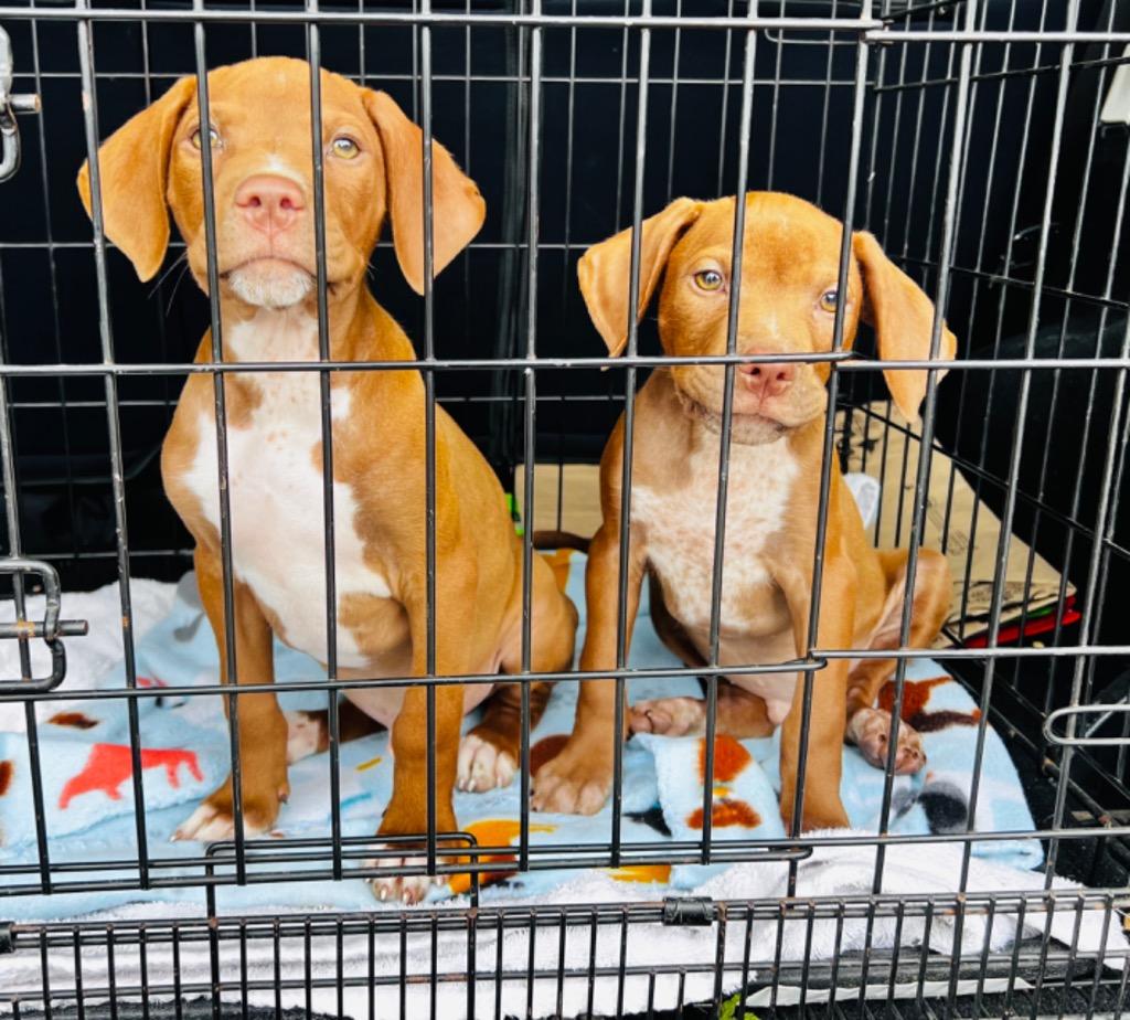 Winston, Adoptable, Adult Male Hound.