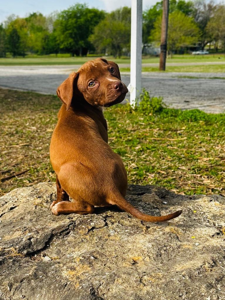 Enlarge Winston, a Adoptable mixed breed in Claremore, OK image 1/6