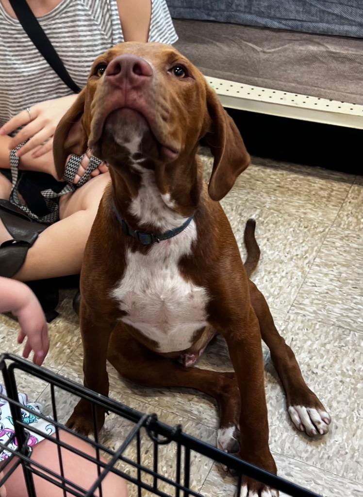 Winston, a Adoptable mixed breed in Claremore, OK image 3/6