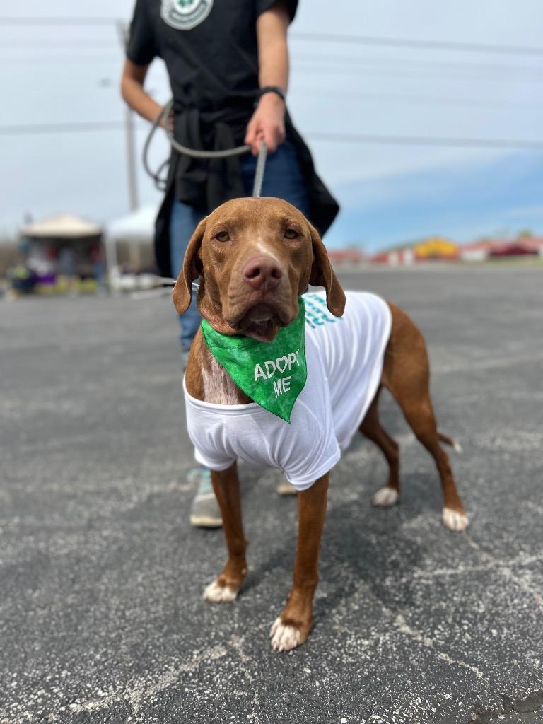 Winston, a Adoptable mixed breed in Claremore, OK image 3/6