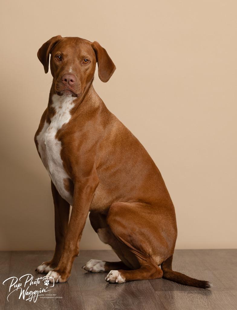 Winston — thumbnail 5