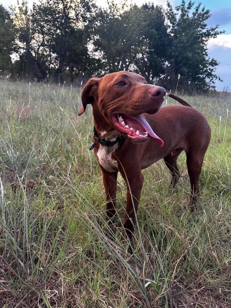 Winston, a Adoptable mixed breed in Claremore, OK image 6/6