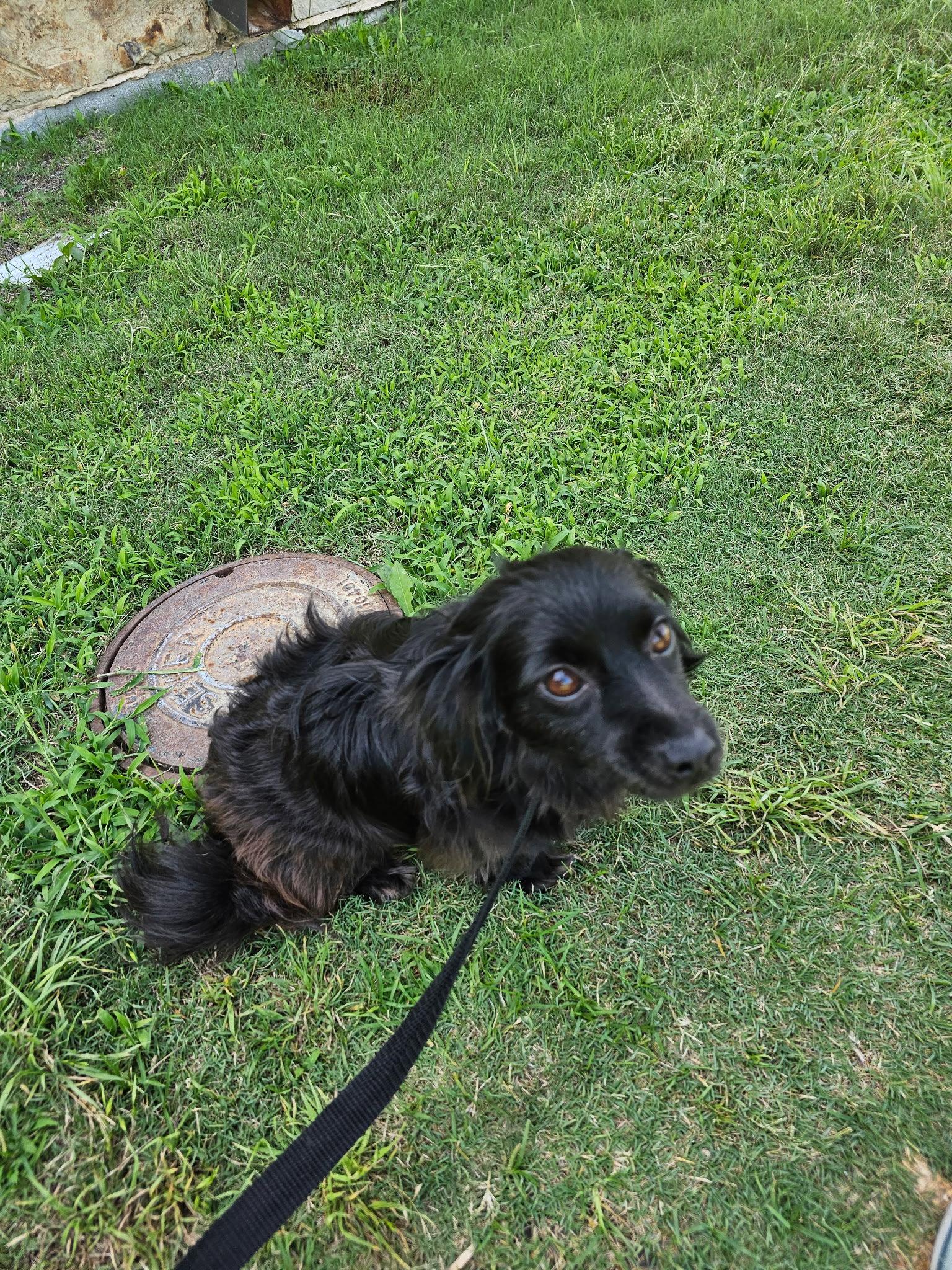 Enlarge Hazel, a Adopted Dachshund in Austin, TX image 1/2