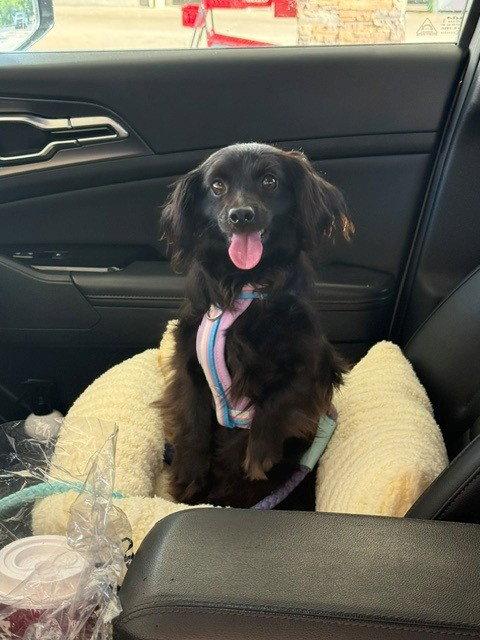 Enlarge Hazel, a Adopted Dachshund in Austin, TX image 2/2