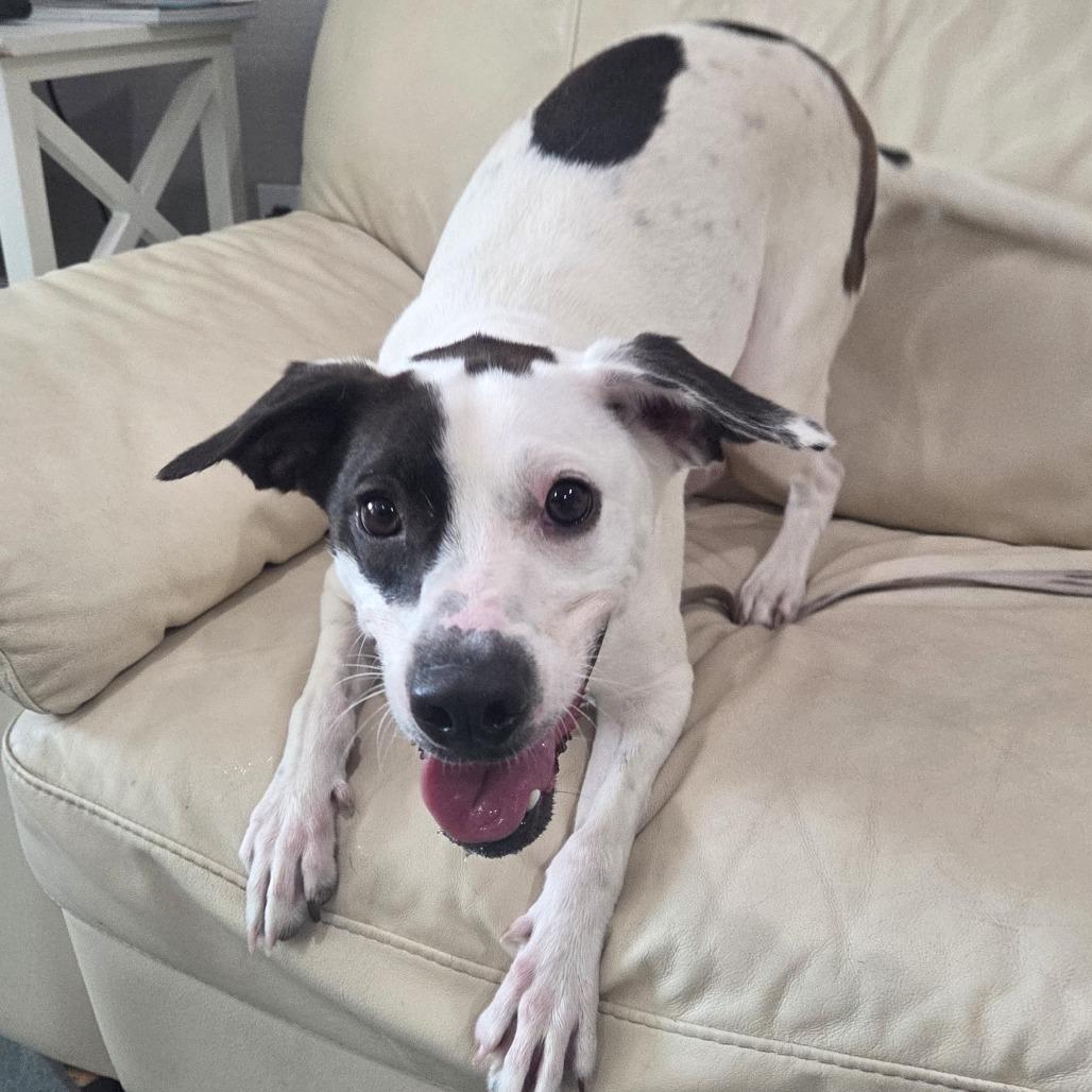 Enlarge Oliver, a Adoptable Mixed Breed in Bradenton, FL image 1/1