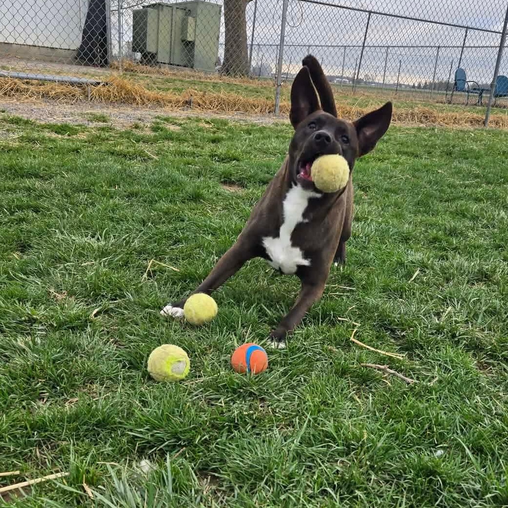 Enlarge Luna, a Adoptable mixed breed in Archbold , OH image 3/5