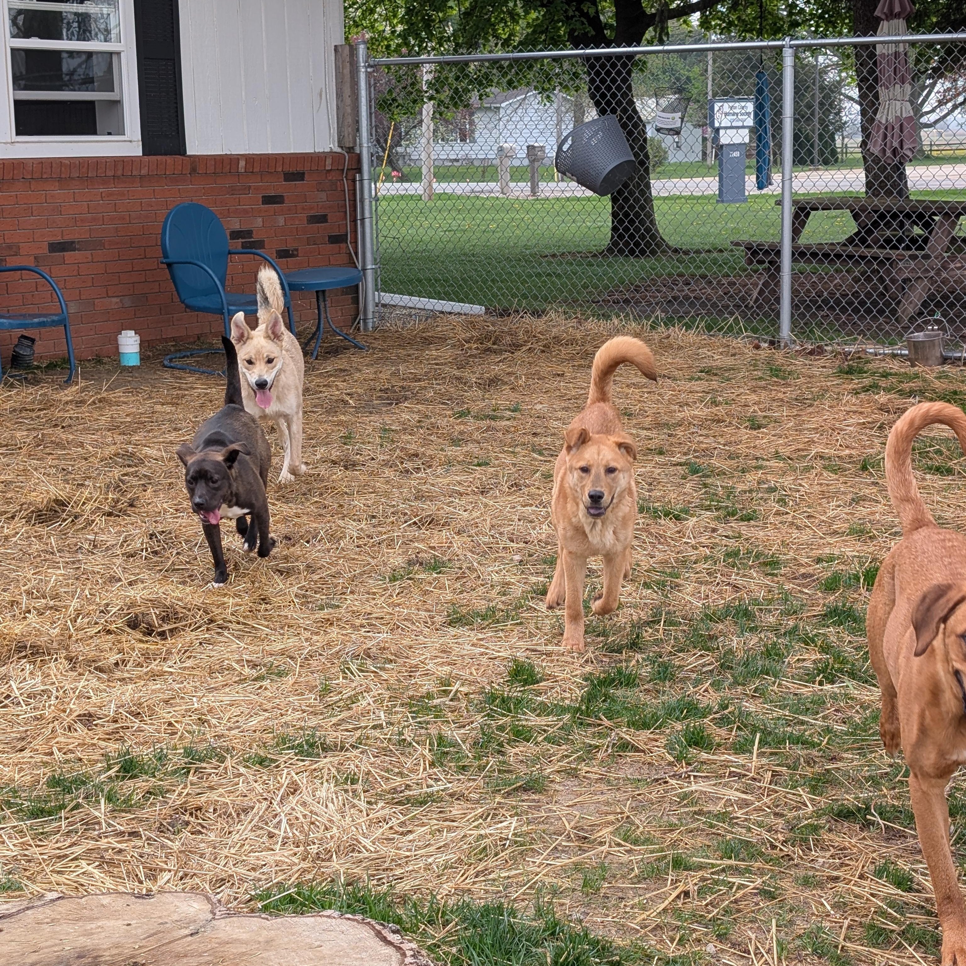 Enlarge Luna, a Adoptable mixed breed in Archbold , OH image 2/5