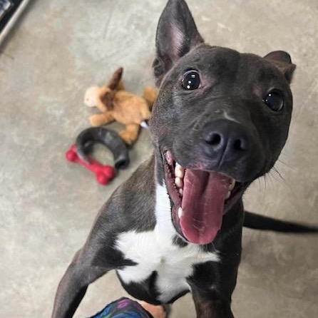 Luna, Adoptable, Young Female Jack Russell Terrier & Pit Bull Terrier.