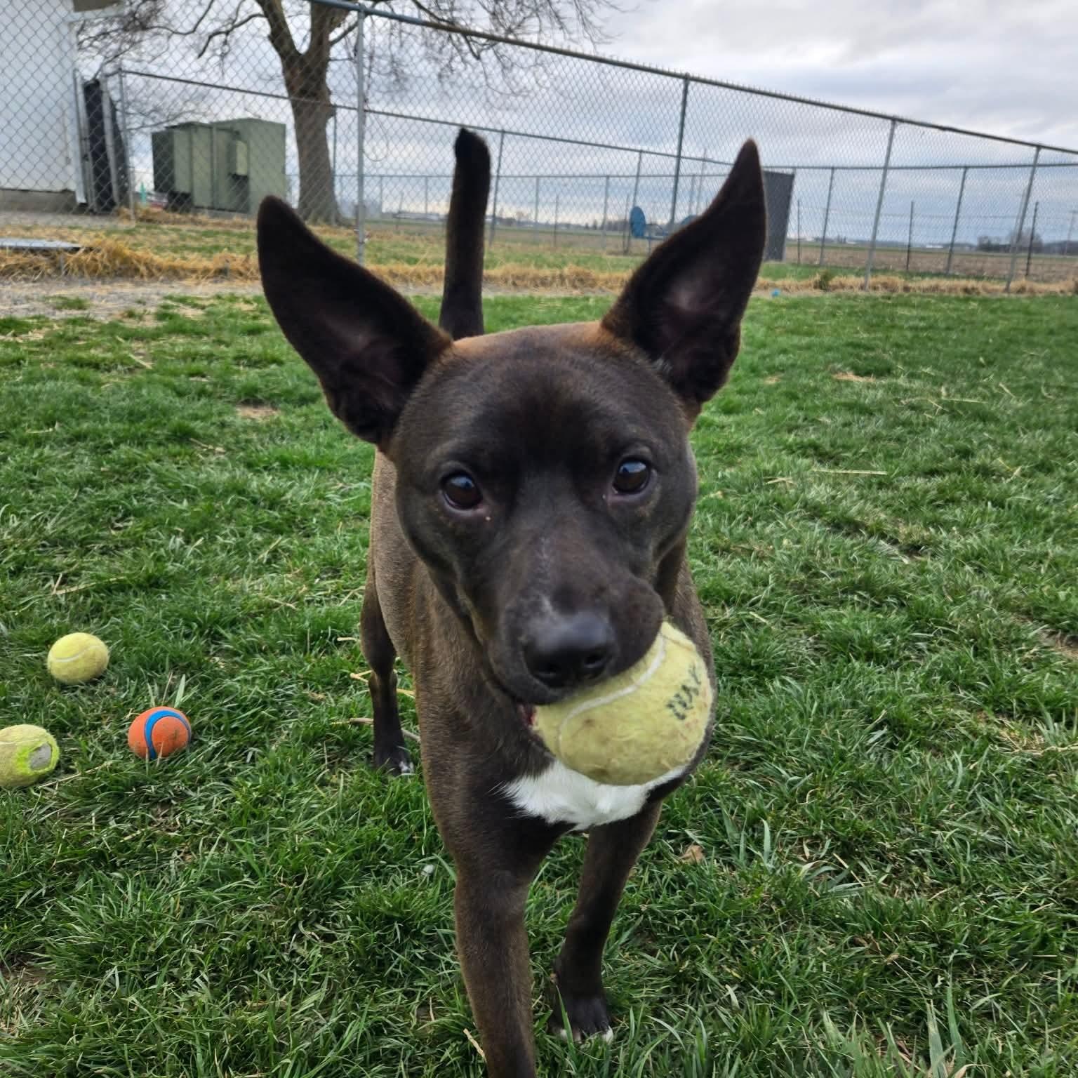 Luna, Adoptable, Young Female Jack Russell Terrier & Pit Bull Terrier.