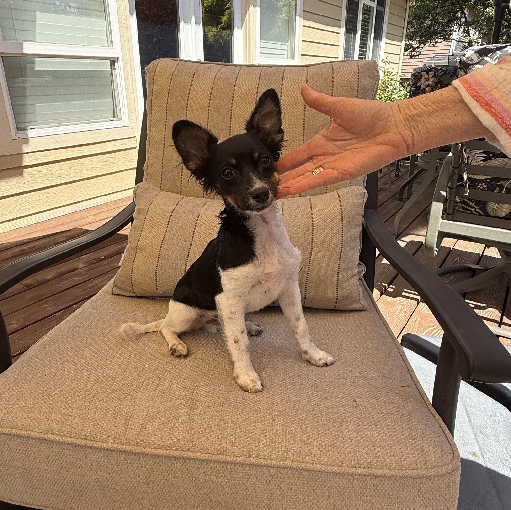 Tippy, adopted, Young Male Terrier.