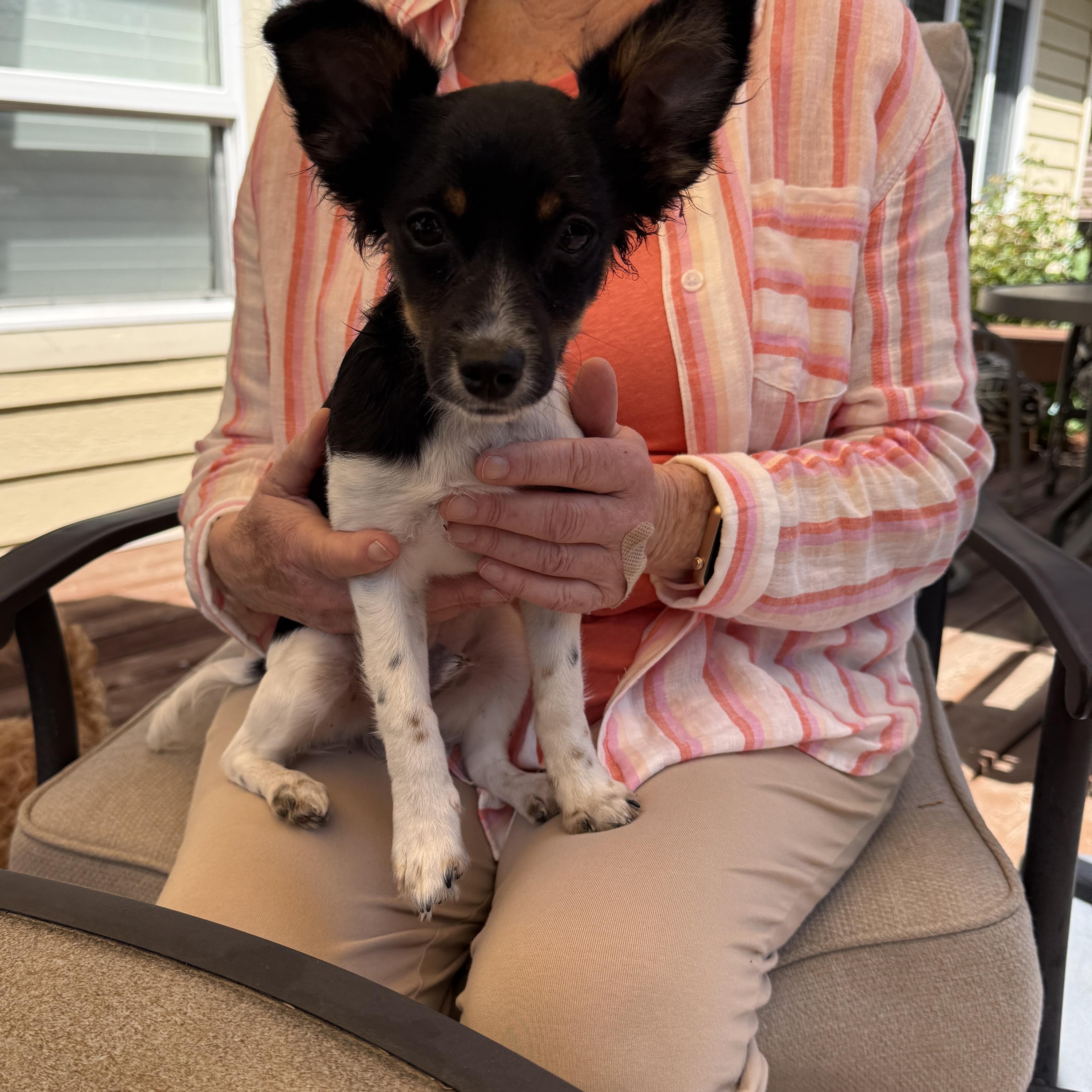 Enlarge Tippy, an adopted Terrier in Gig Harbor, WA image 2/3
