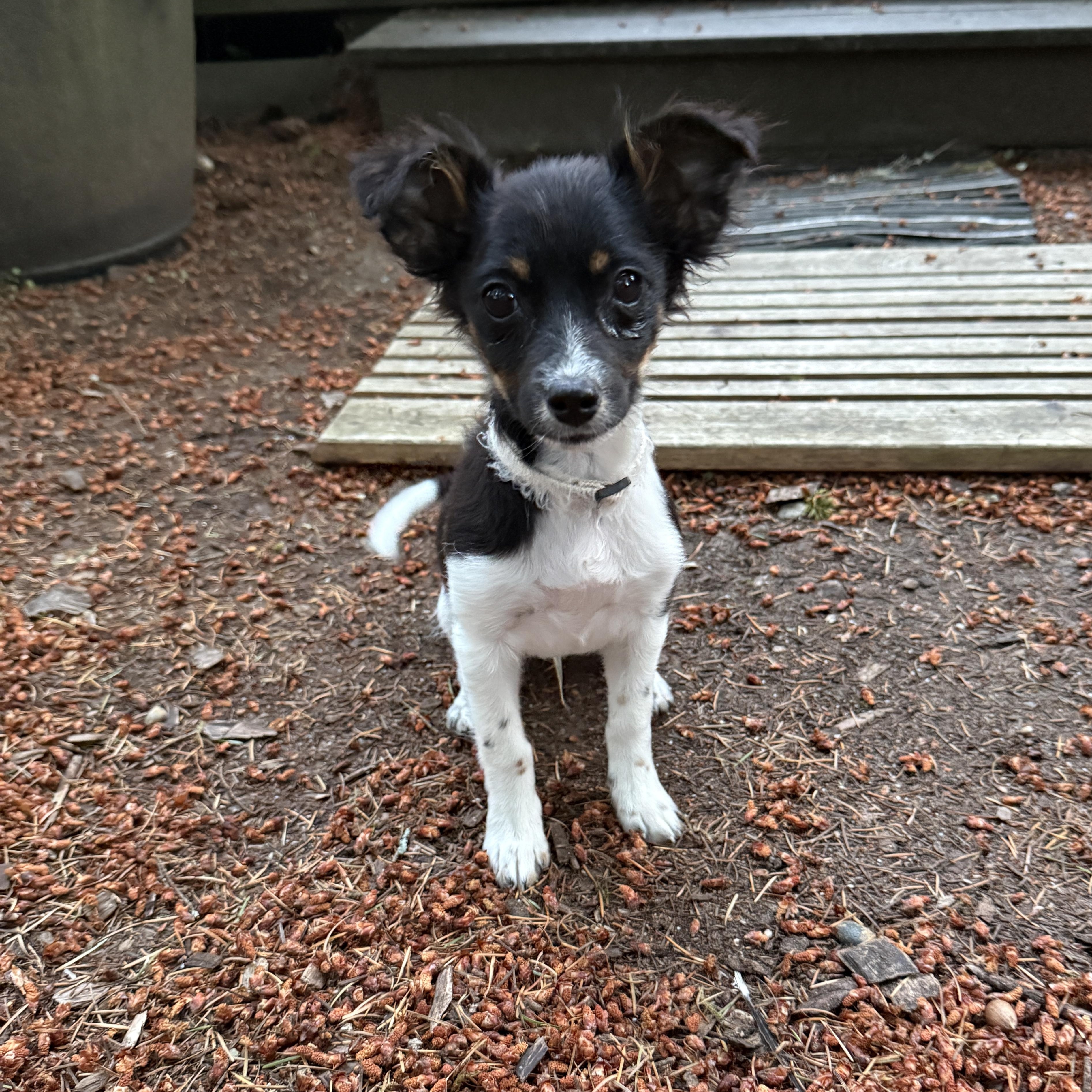 Tippy, ADOPTABLE, Young Male Terrier.