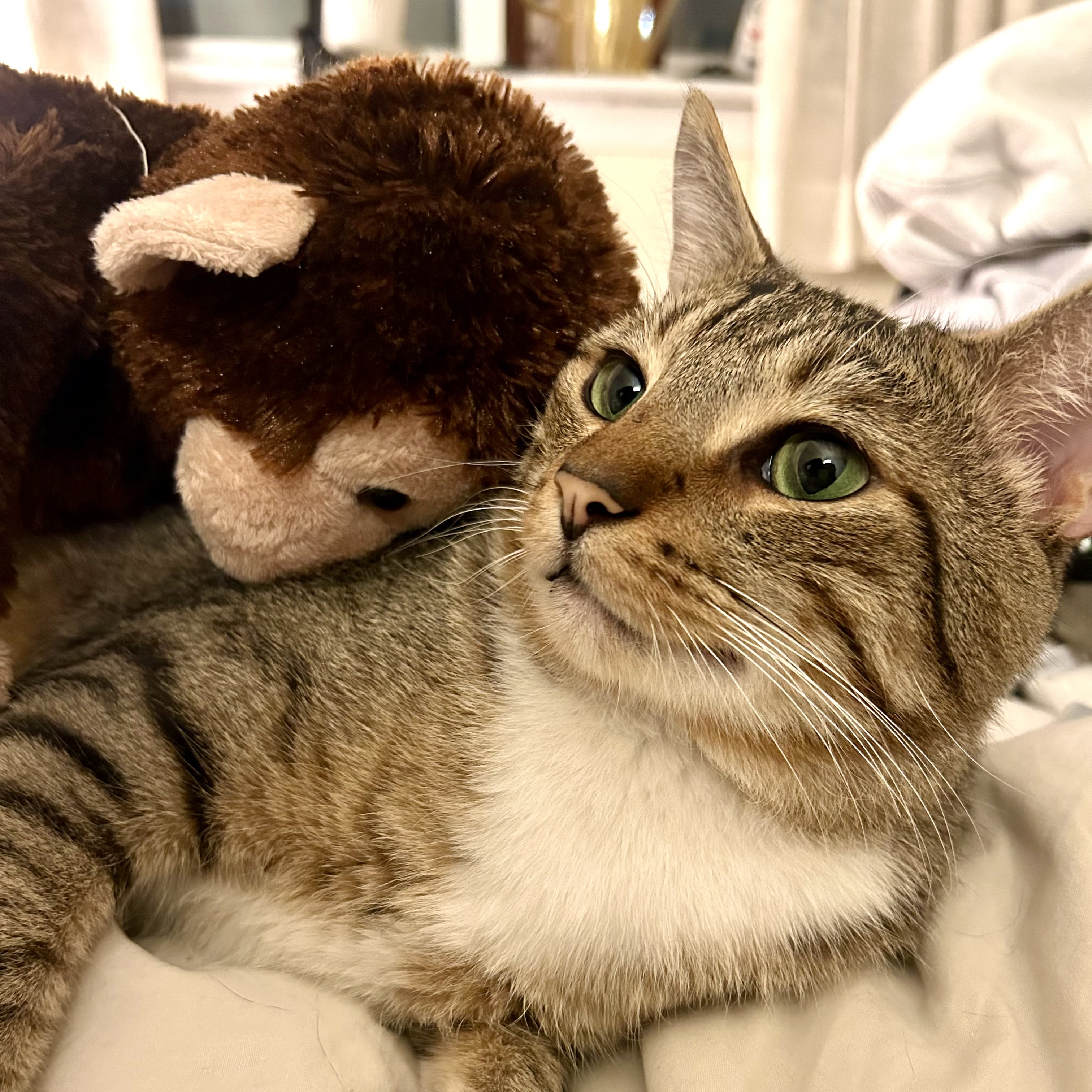 Cedar, Adopted, Adult Male Domestic Short Hair.