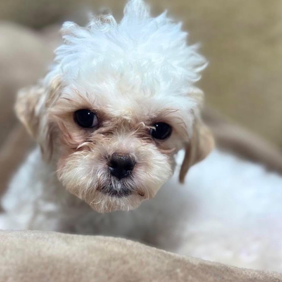 Puddle, Adopted, Adult Male Shih Tzu.