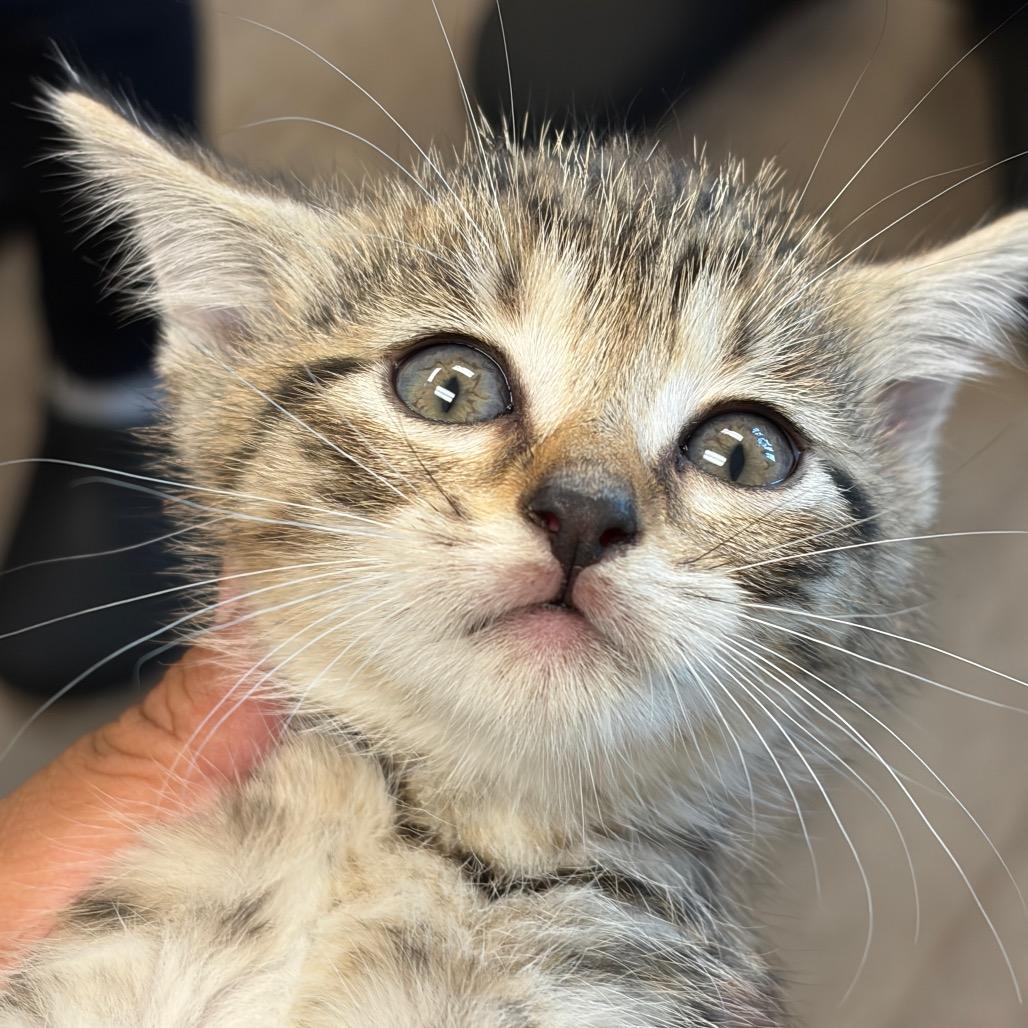 TXAC-Stray-20086_2_3_4, Adoptable, Kitten Male Domestic Short Hair.