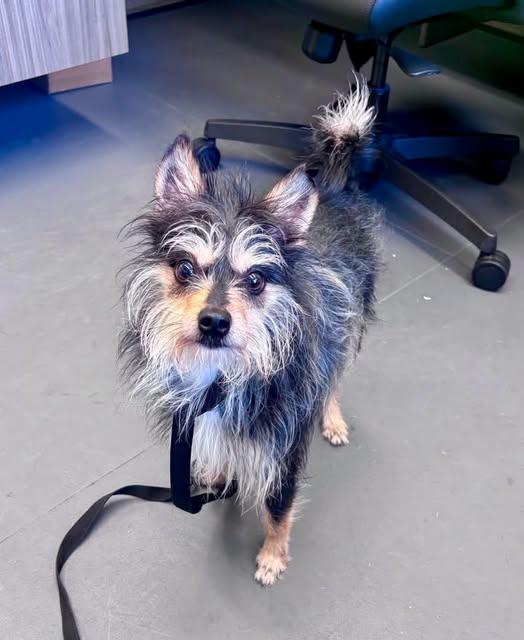 Larry, ADOPTABLE, Adult Male Terrier & Mixed Breed.