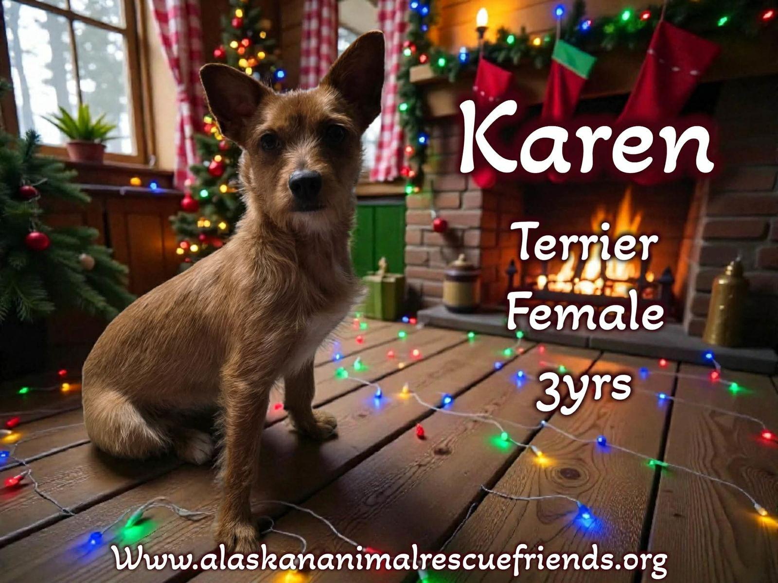 Enlarge Karen, a Adoptable Terrier in Anchorage, AK image 1/1