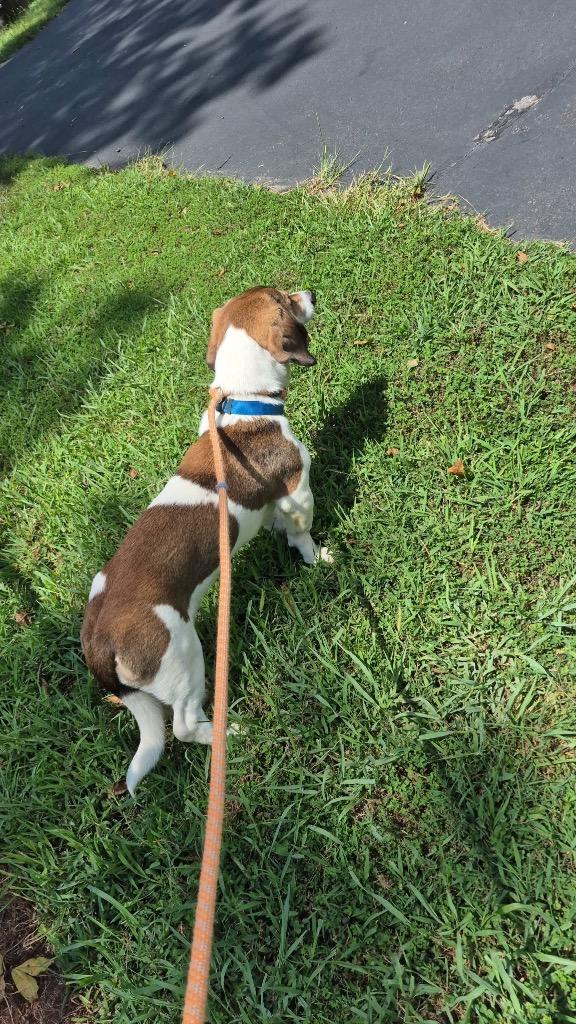 Nugget, a Adoptable mixed breed in Forsyth, GA image 1/4