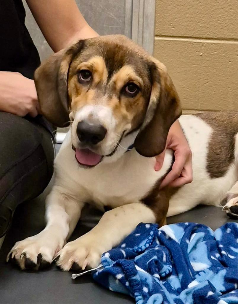 Nugget, a Adoptable mixed breed in Forsyth, GA image 2/4
