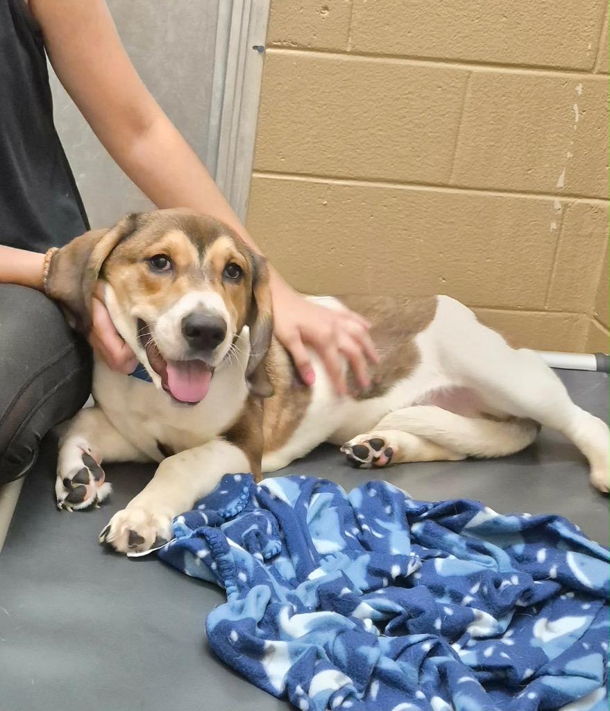 Nugget, a Adoptable mixed breed in Forsyth, GA image 3/4