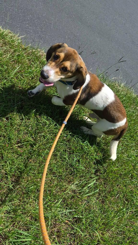 Nugget, a Adoptable mixed breed in Forsyth, GA image 4/4