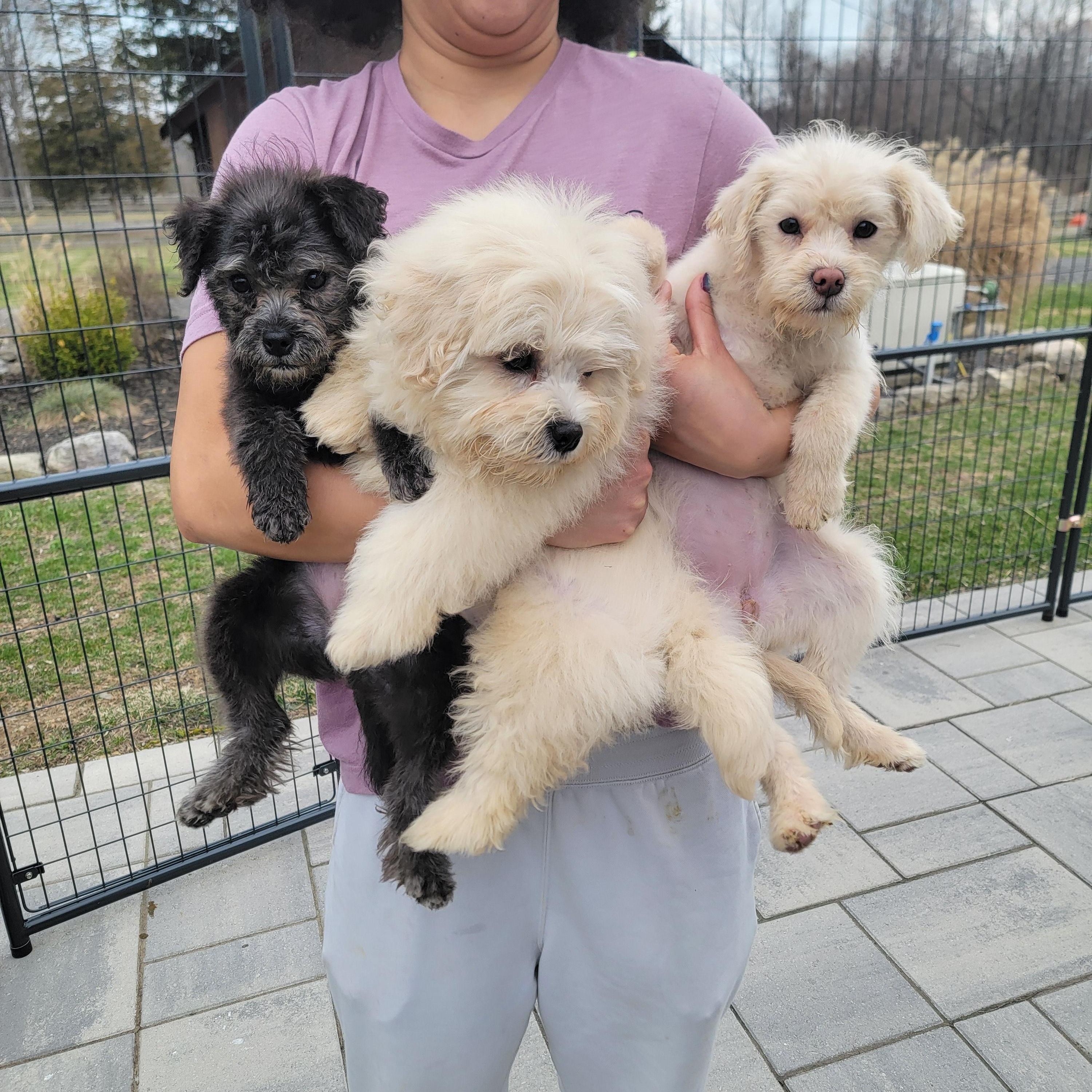 Enlarge Flee, an adopted mixed breed in Montclair, NJ image 4/4