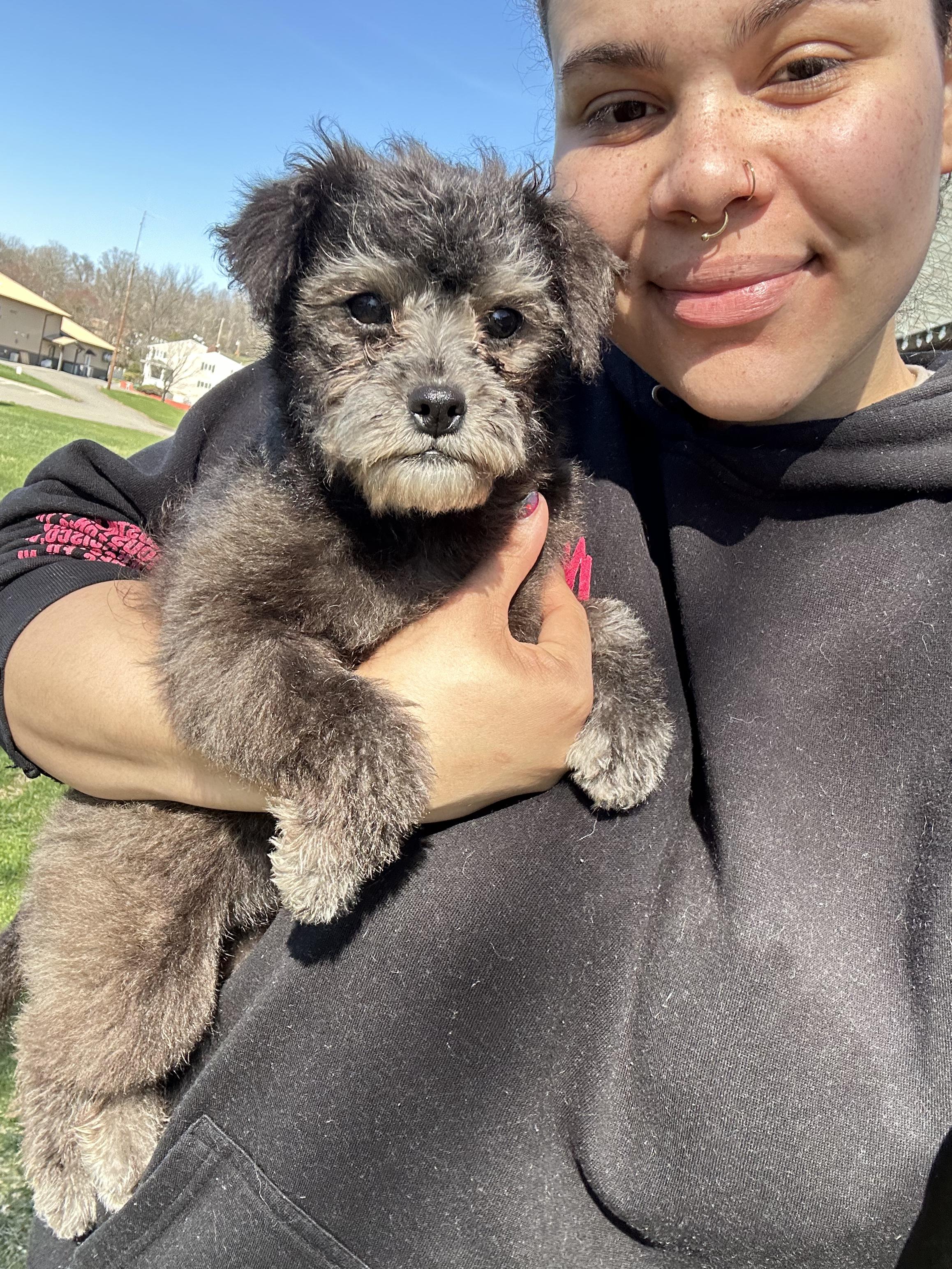 Flee, adopted, Puppy Female Poodle & Terrier.