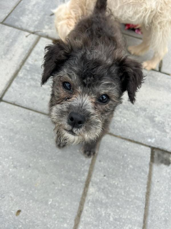 Enlarge Flee, an adopted mixed breed in Montclair, NJ image 3/4