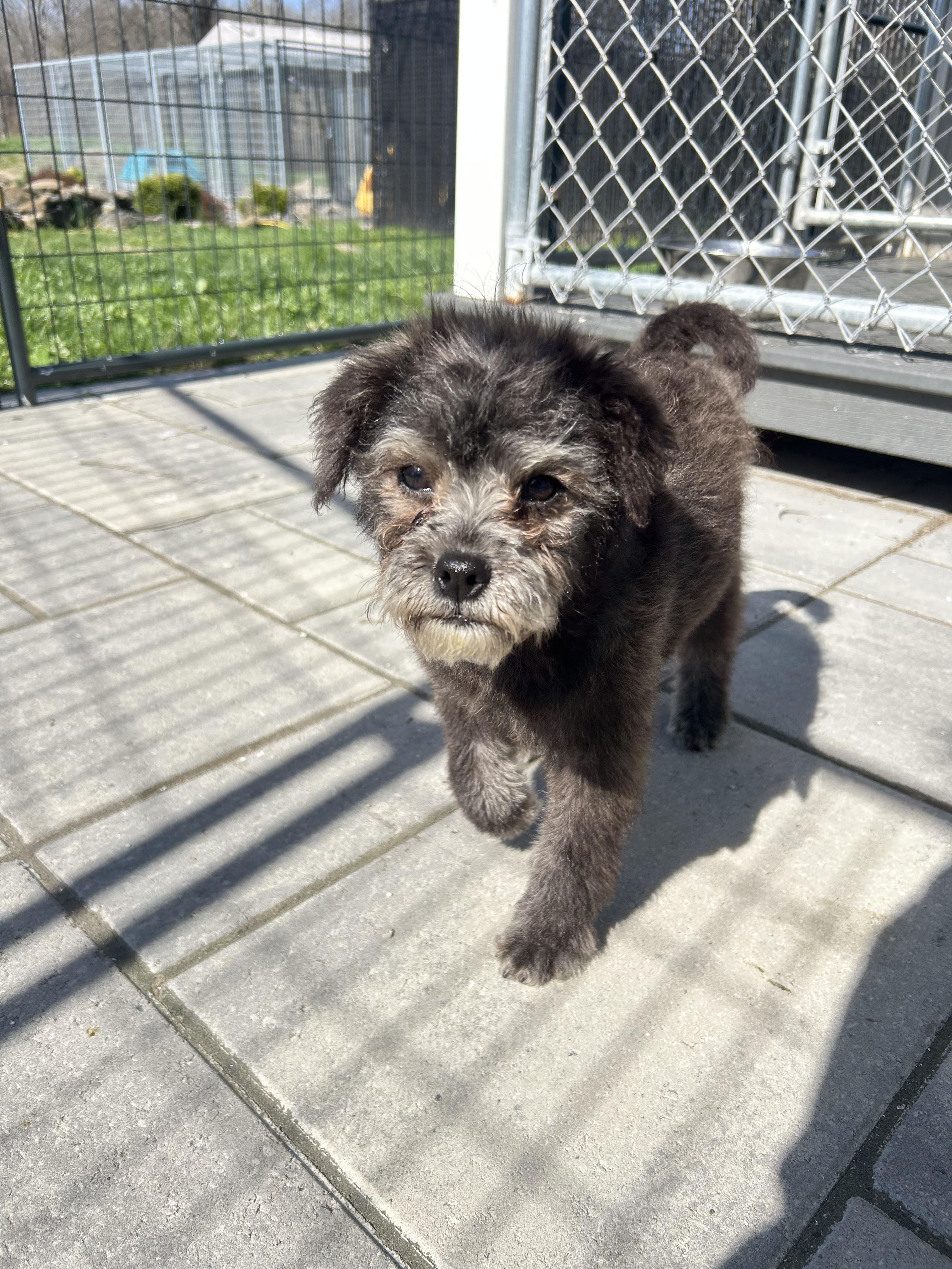 Enlarge Flee, an adopted mixed breed in Montclair, NJ image 2/4