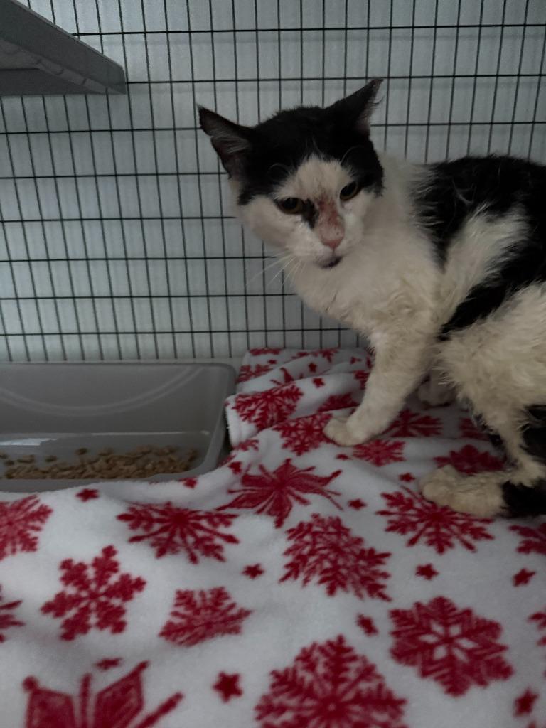 Cavil, Adoptable, Adult Male Domestic Short Hair.