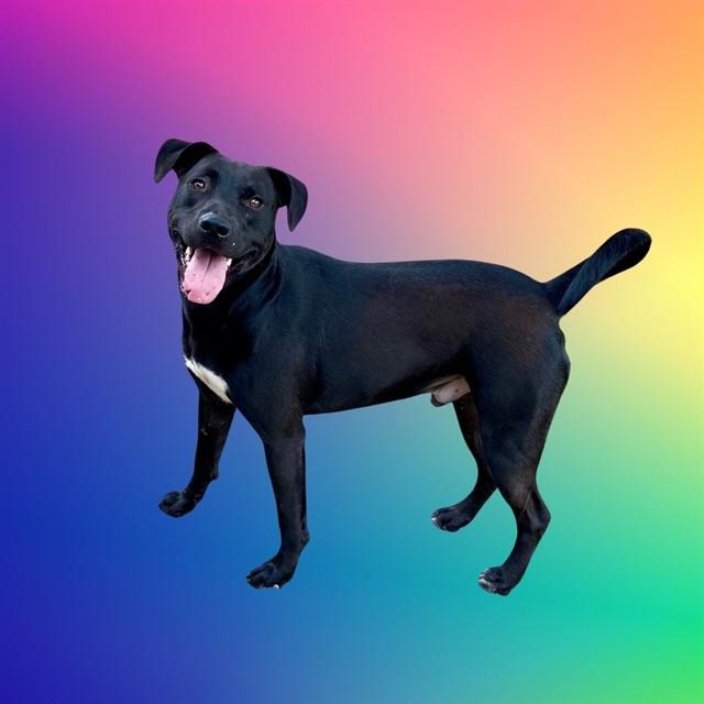 RUDDER, Adoptable, Young Male Pit Bull Terrier & Mixed Breed.