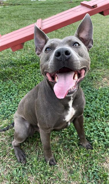 Enlarge BINGO, a Adoptable mixed breed in Rosenberg, TX image 1/1