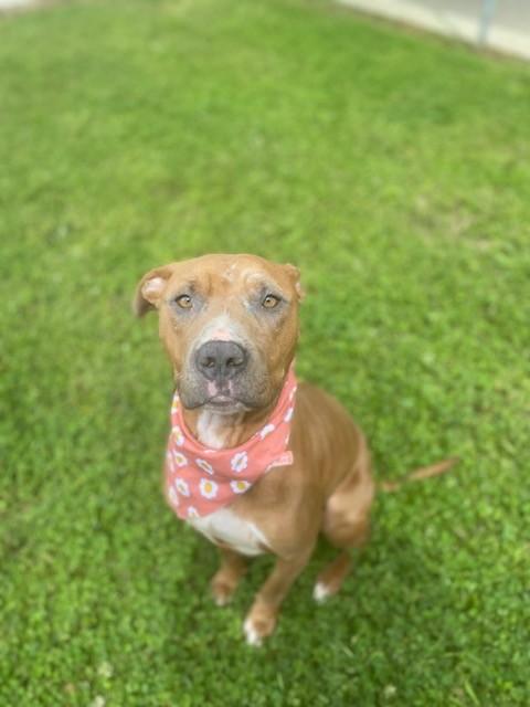 Enlarge Trinity , a ADOPTABLE mixed breed in Fayetteville, AR image 3/6