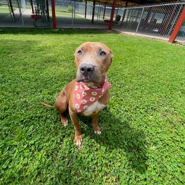 Enlarge Trinity , a ADOPTABLE mixed breed in Fayetteville, AR image 4/6