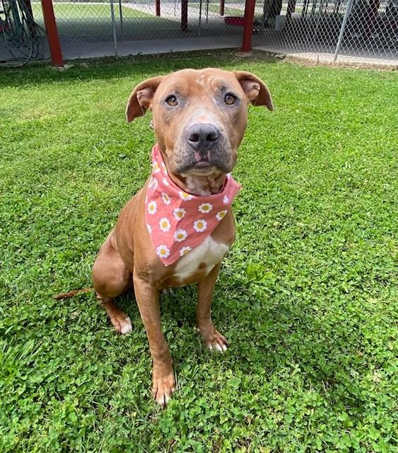 Enlarge Trinity , a ADOPTABLE mixed breed in Fayetteville, AR image 6/6