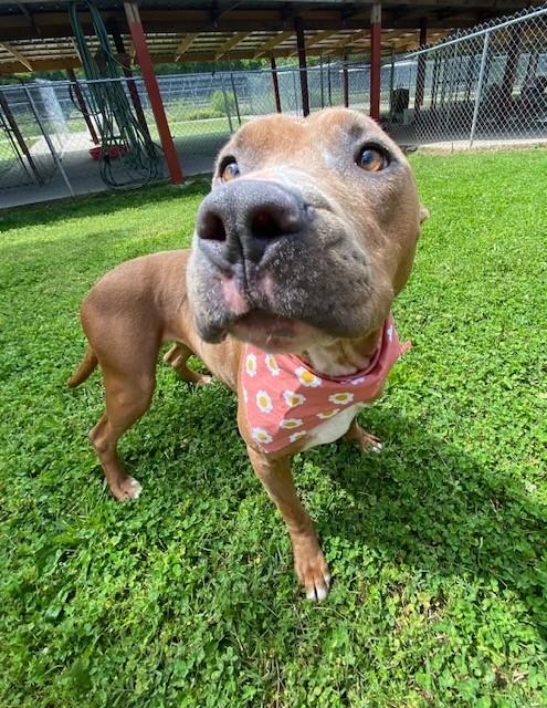 Enlarge Trinity , a ADOPTABLE mixed breed in Fayetteville, AR image 5/6