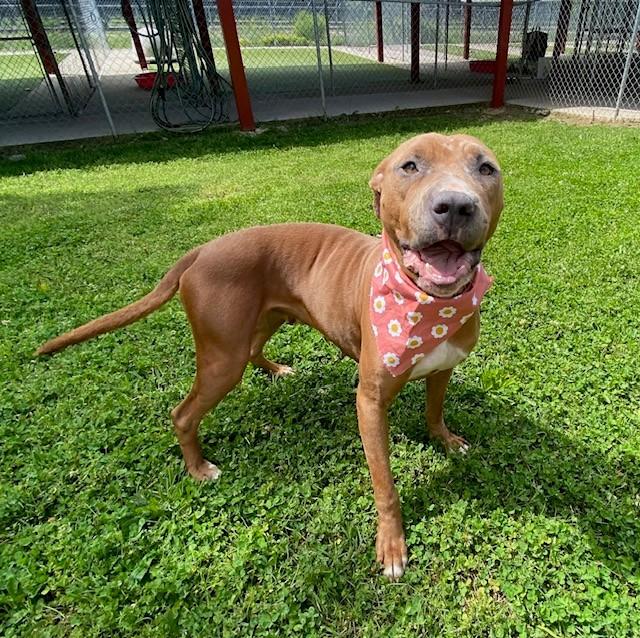 Enlarge Trinity , a ADOPTABLE mixed breed in Fayetteville, AR image 2/6