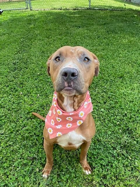 Enlarge Trinity , a ADOPTABLE mixed breed in Fayetteville, AR image 1/6