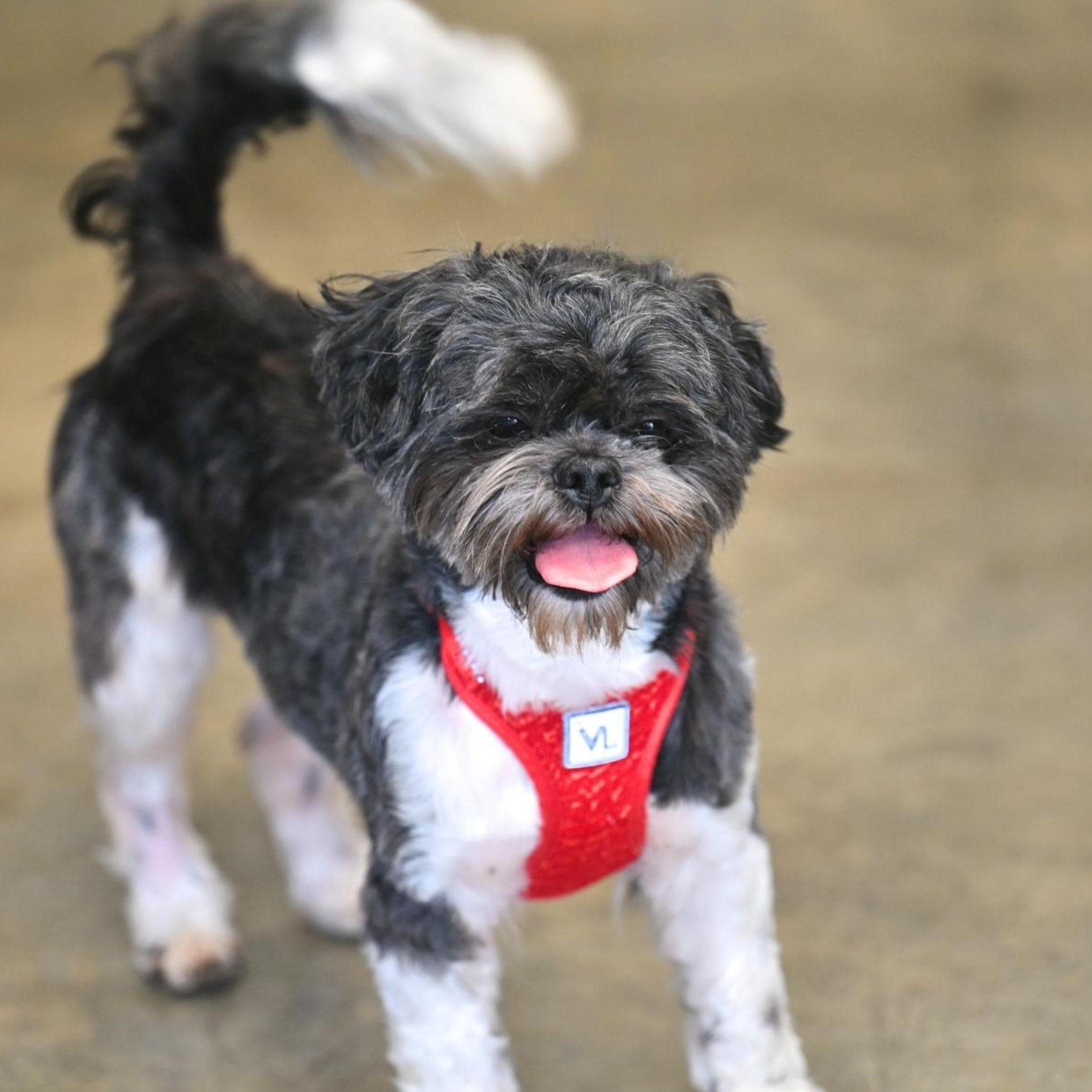 Enlarge Cooper, an adopted mixed breed in Hot Springs, AR image 1/1