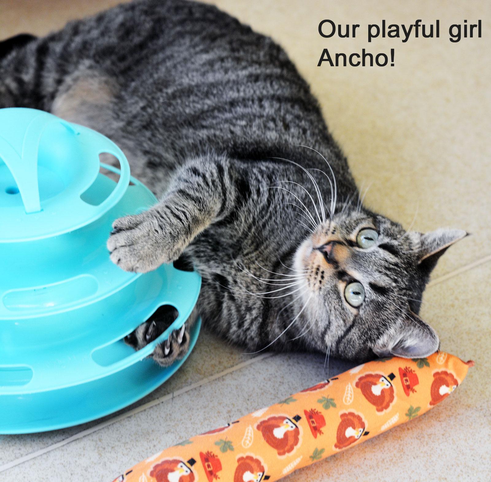 Enlarge ANCHO - ADOPT ME FOR $14 THIS MONTH!, a Adoptable Tabby in San Clemente, CA image 3/3