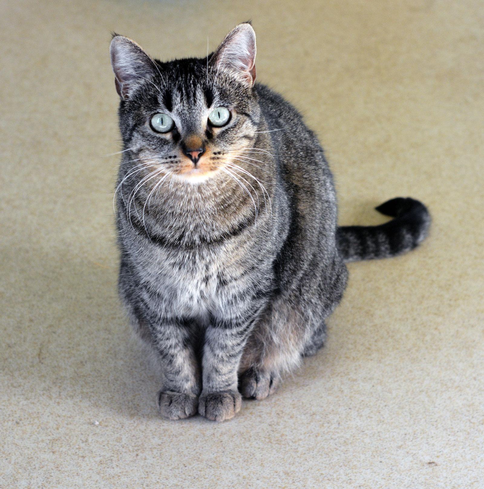 Enlarge ANCHO - ADOPT ME FOR $14 THIS MONTH!, a Adoptable Tabby in San Clemente, CA image 2/3
