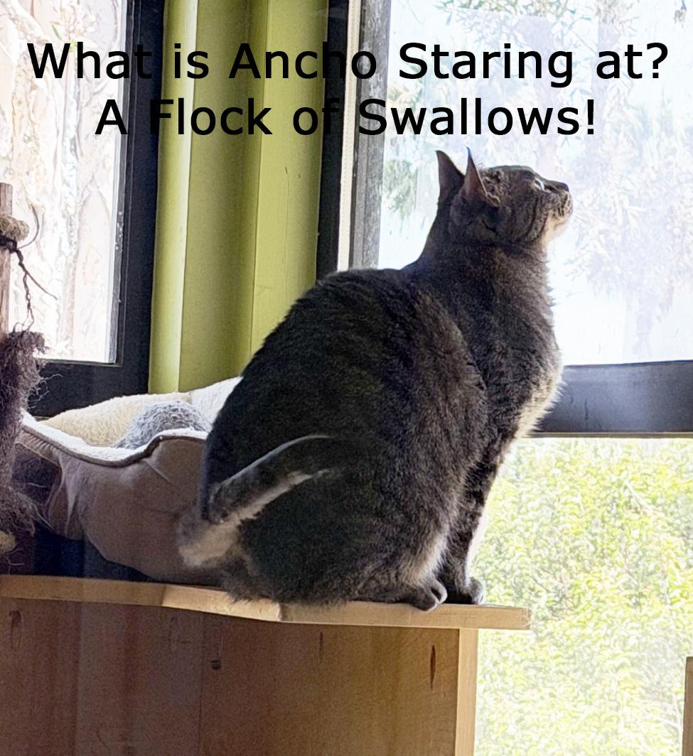 Enlarge ANCHO - MY ADOPTION FEE IS HALF PRICE IN JUNE, a Adoptable Tabby in San Clemente, CA image 4/4