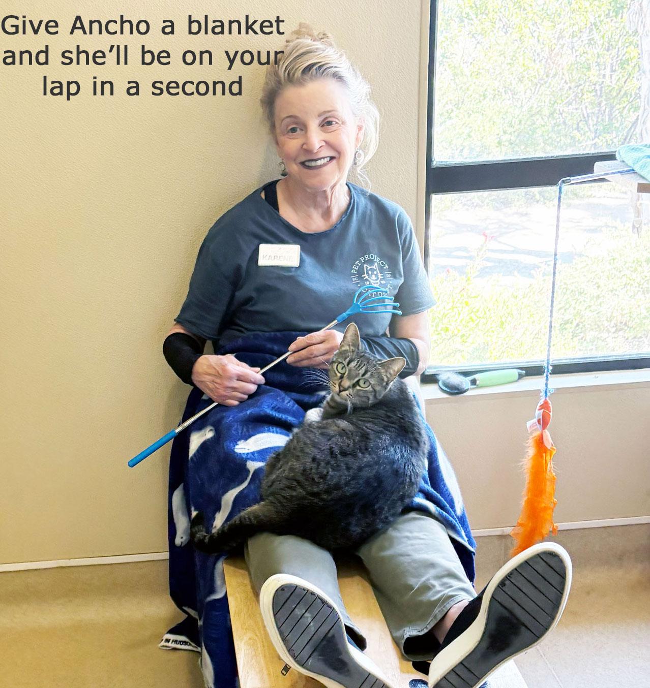 ANCHO, a Adoptable Tabby in San Clemente, CA image 2/4