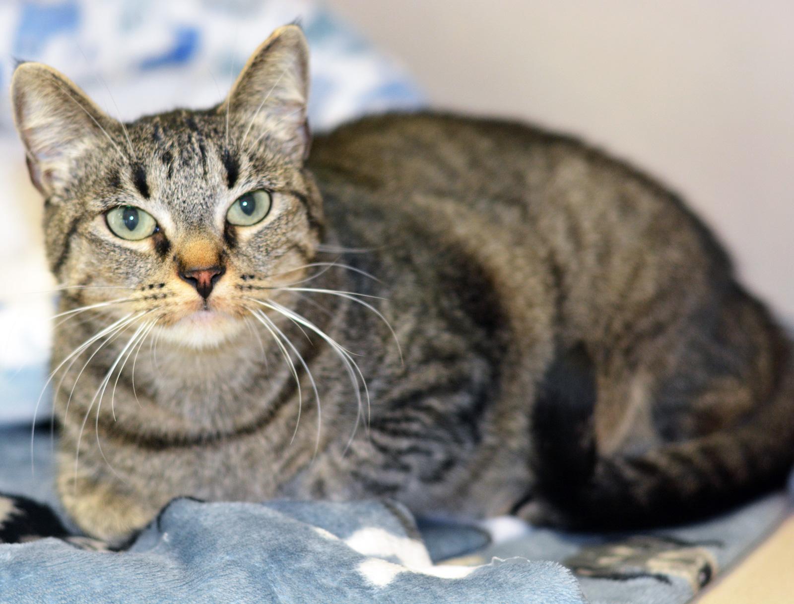 ANCHO, Adoptable, Adult Female Tabby.