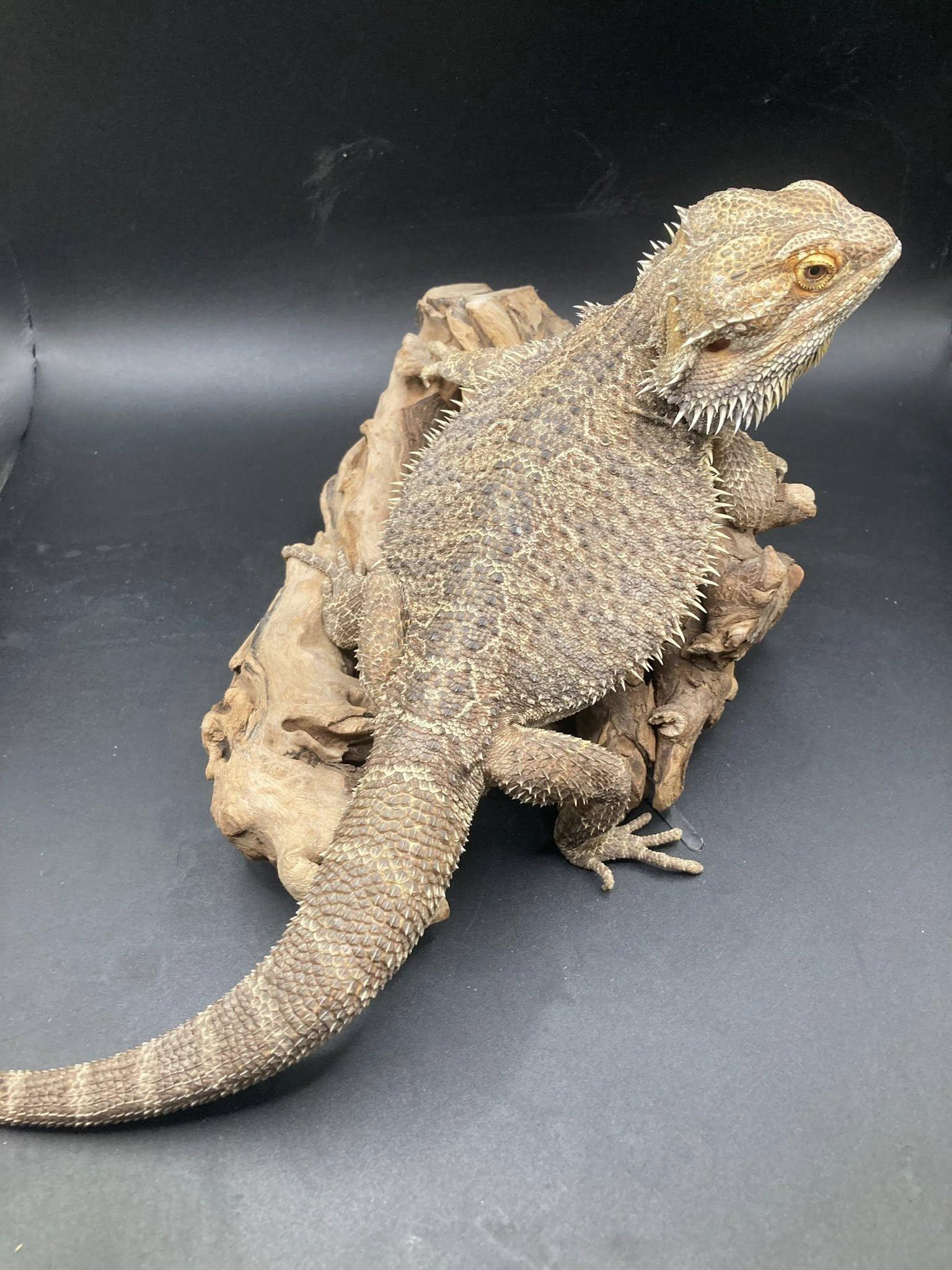 Enlarge Ember, a ADOPTABLE Bearded Dragon in Palmerton, PA image 3/4