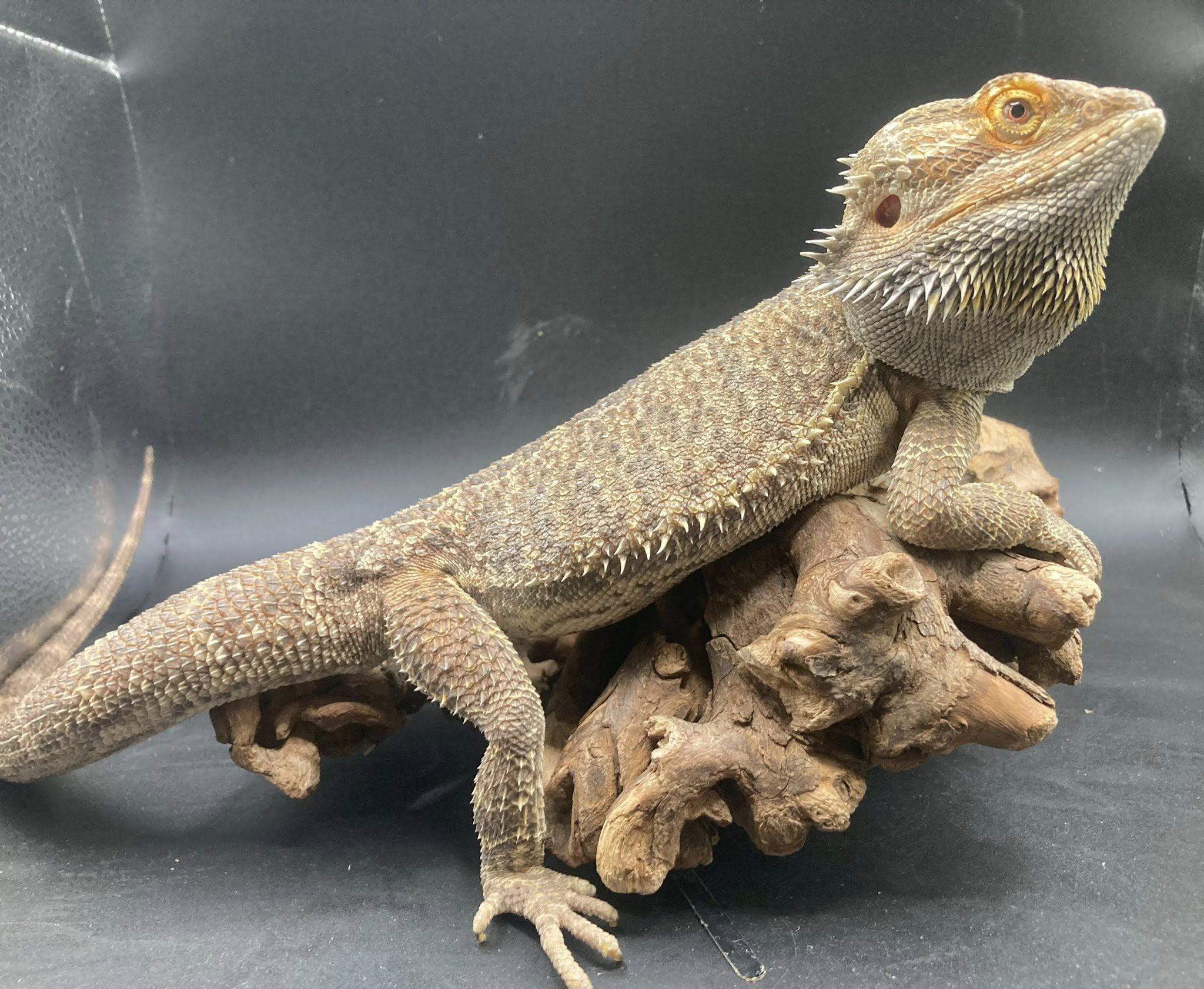 Enlarge Ember, a ADOPTABLE Bearded Dragon in Palmerton, PA image 2/4