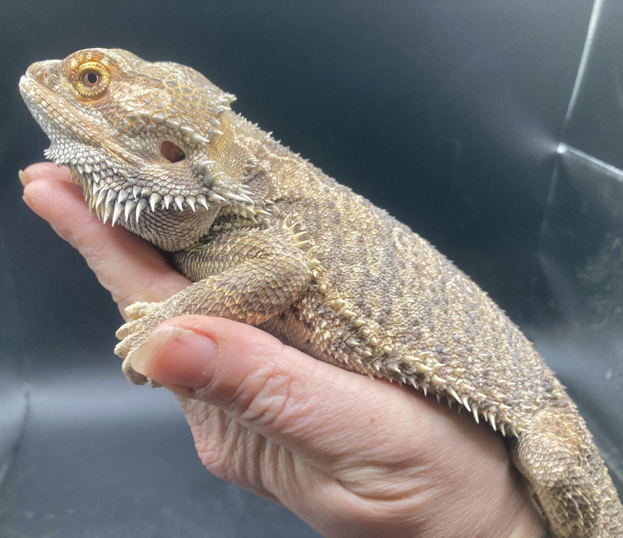 Enlarge Ember, a ADOPTABLE Bearded Dragon in Palmerton, PA image 4/4