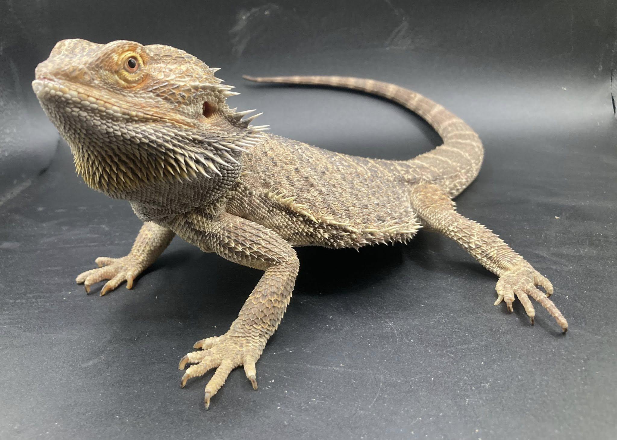 Ember, ADOPTABLE, Adult Male Bearded Dragon.