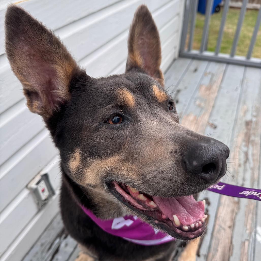 Lola, Adoptable, Senior Female Australian Cattle Dog / Blue Heeler & German Shepherd Dog.
