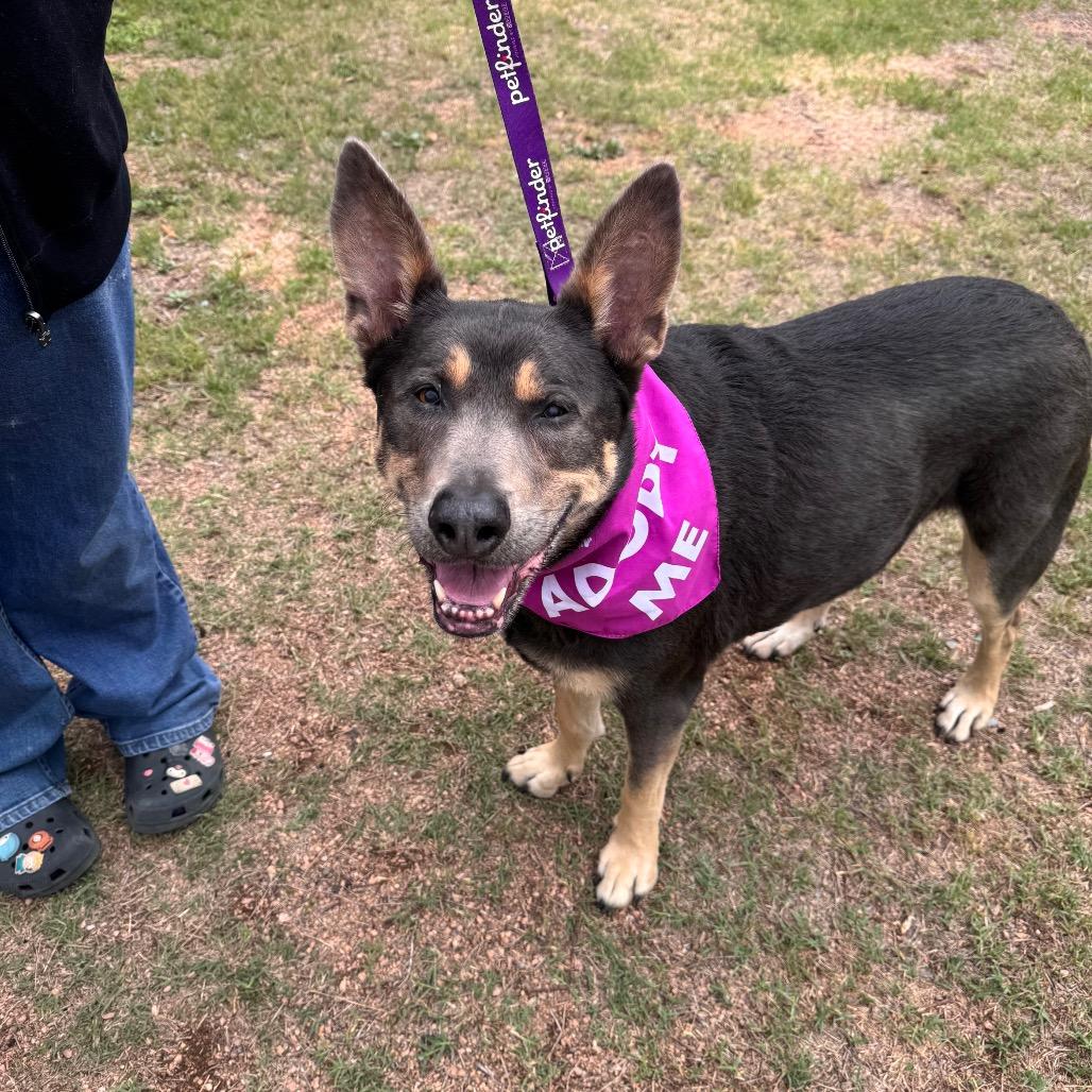 Enlarge Lola, a Adoptable mixed breed in San Antonio, TX image 2/6